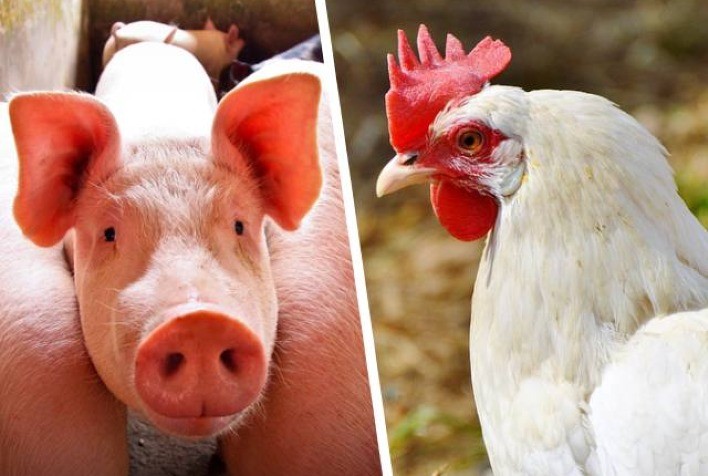 Brasil prevê consumo per capita recorde de carne suína e de frango em 2025 e 2026.