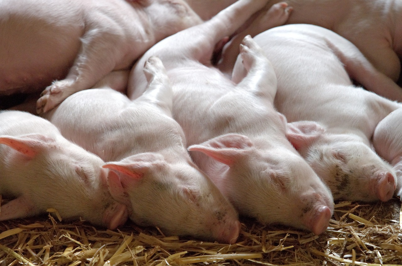 US pork value hits highest in nearly three years
