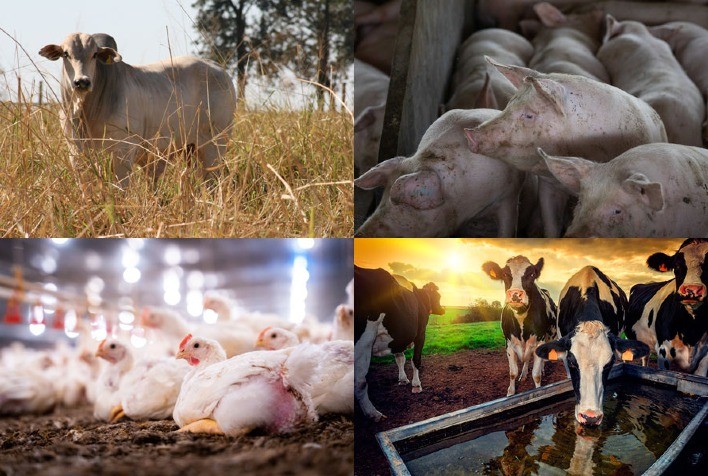 Desempenho exportador das carnes na primeira quinzena de novembro