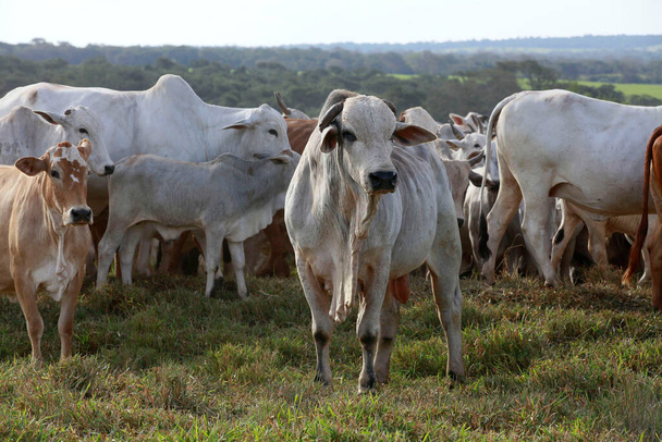 stock-photo-cattle-pasture-farm-countryside-sao-paulo-state-brazil.jpg