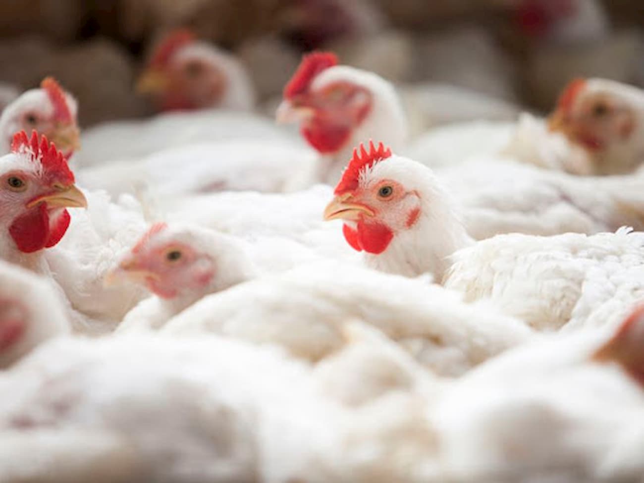 Rising demand for white broiler meat as consumer trends shift